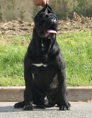 A réserver superbes chiots, excellentes origines 